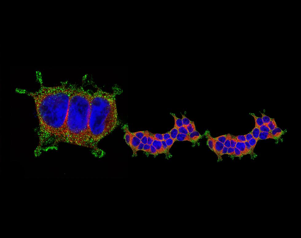 Fairy Tale - Sonya James